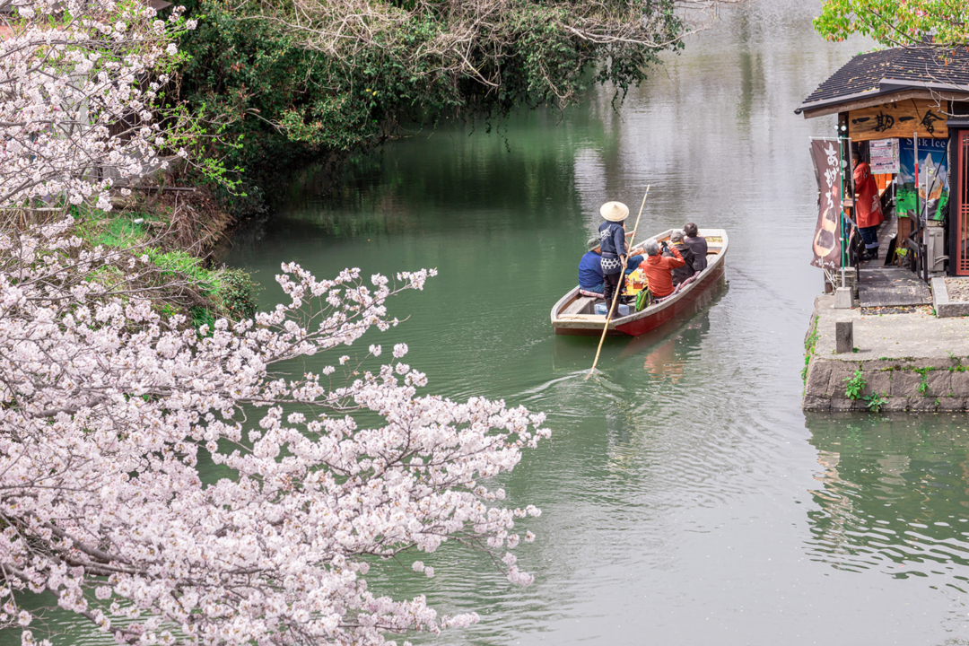 桜の中の水郷柳川川下り