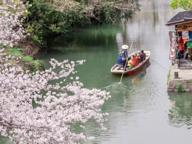 桜の中の水郷柳川川下り