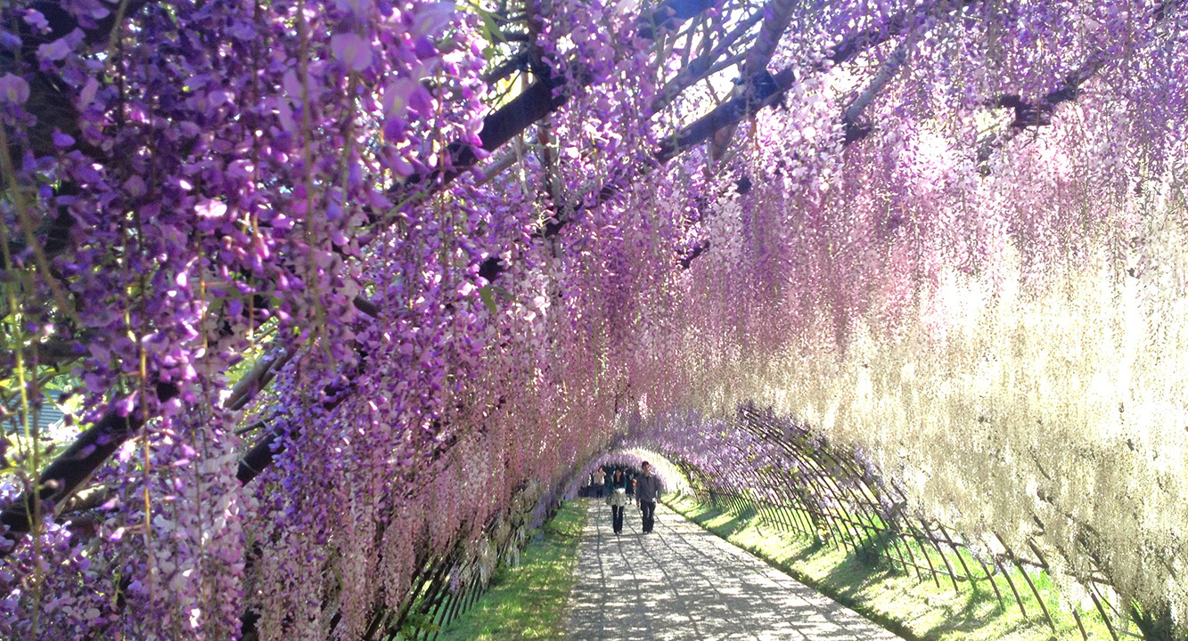 CNNが選んだ日本の美しい場所「河内藤園」の美しい藤の花のトンネル