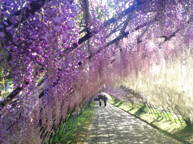 CNNが選んだ日本の美しい場所「河内藤園」の美しい藤の花のトンネル