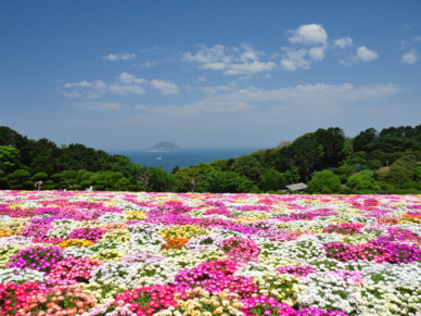 のこのしまアイランドパークの見渡す限りのお花畑