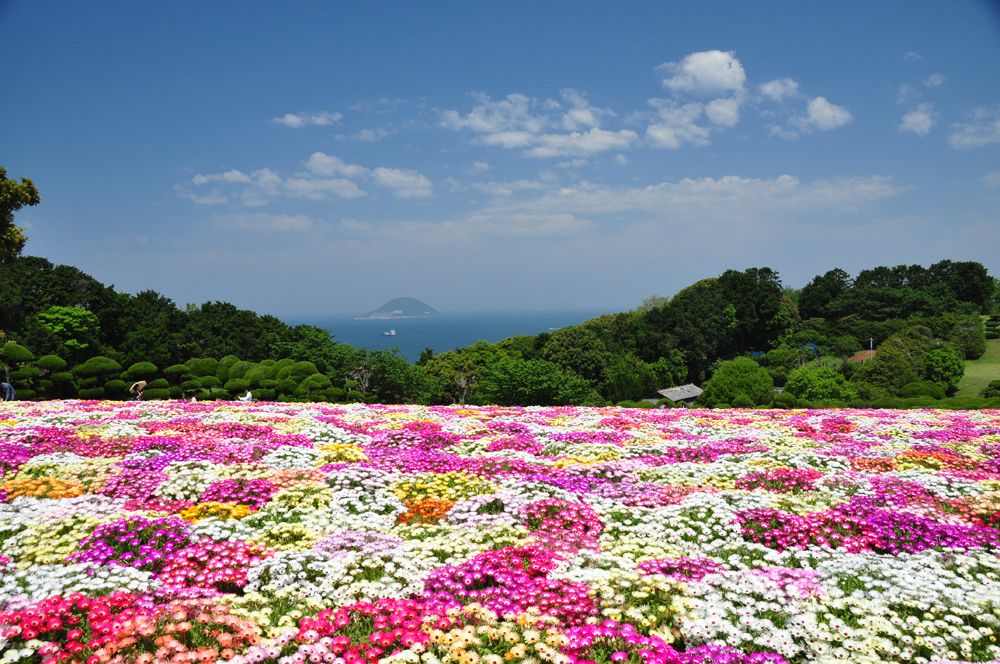 のこのしまアイランドパークの見渡す限りのお花畑