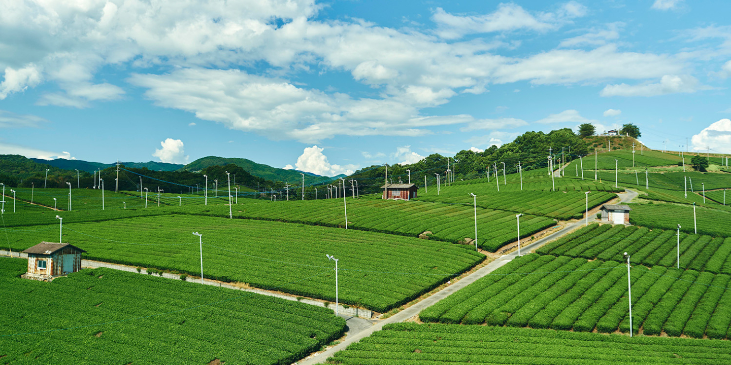 八女中央大茶園