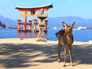 宮島の大鳥居と鹿