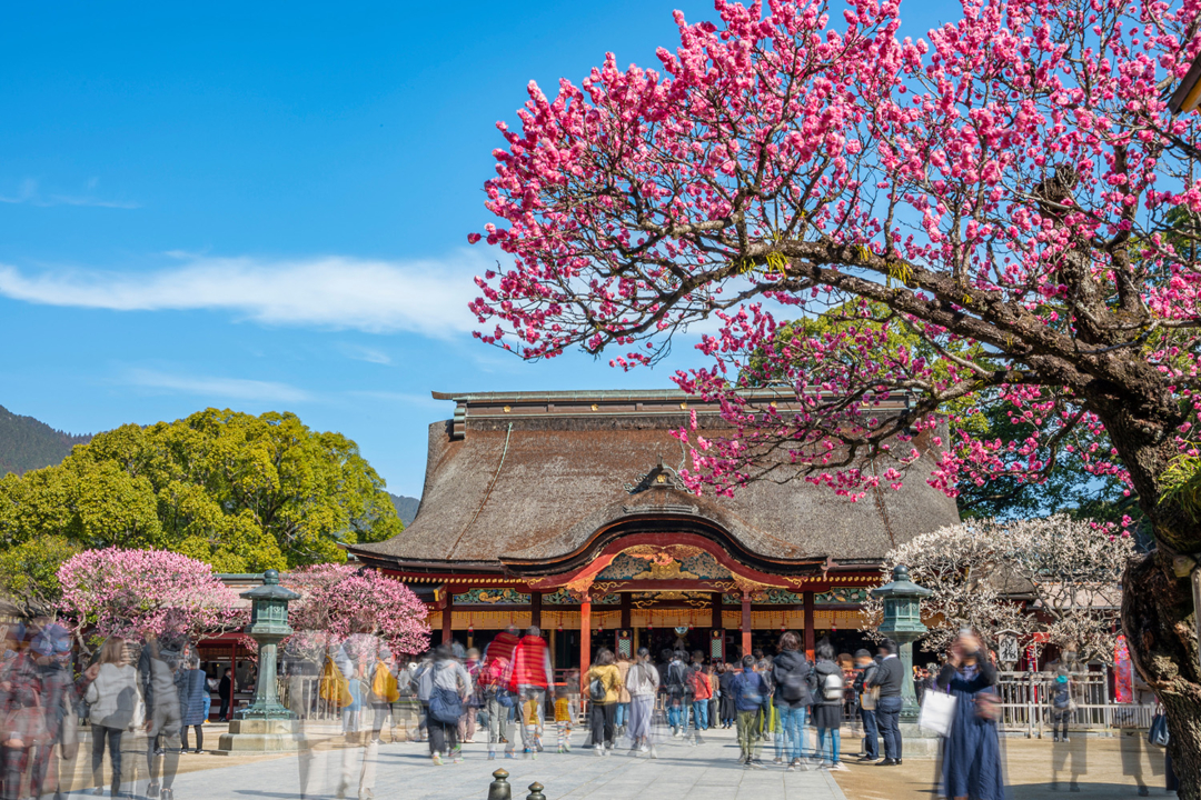 梅の花咲く太宰府天満宮