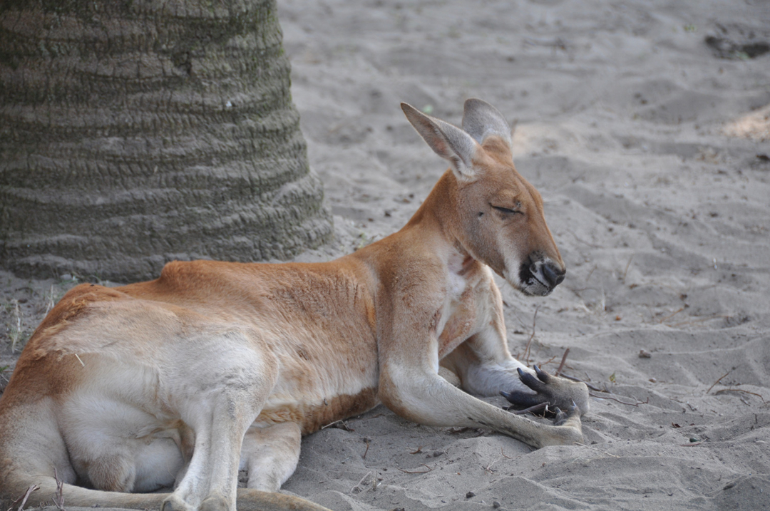 いねむりカンガルー