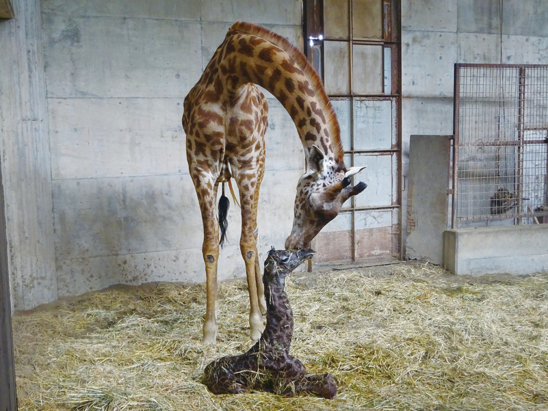 宮崎市フェニックス自然動物園のキリンの親子