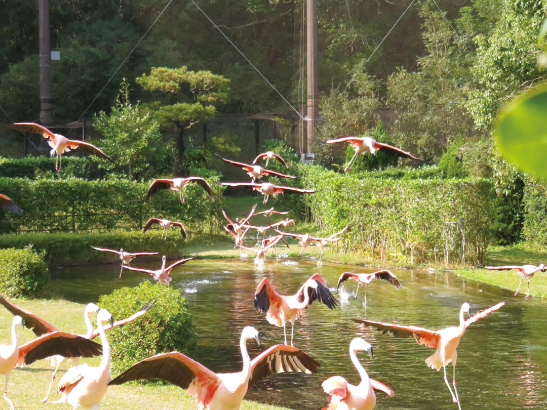 宮崎市フェニックス自然動物園のフラミンゴ