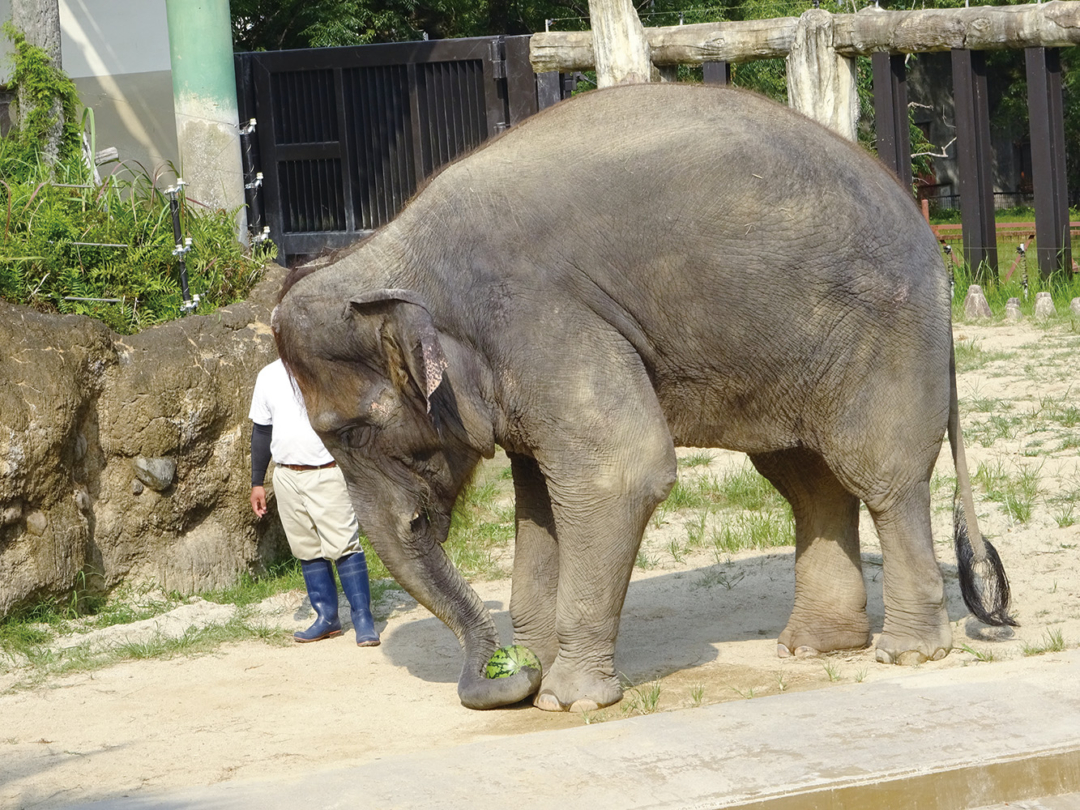 宮崎市フェニックス自然動物園のゾウ