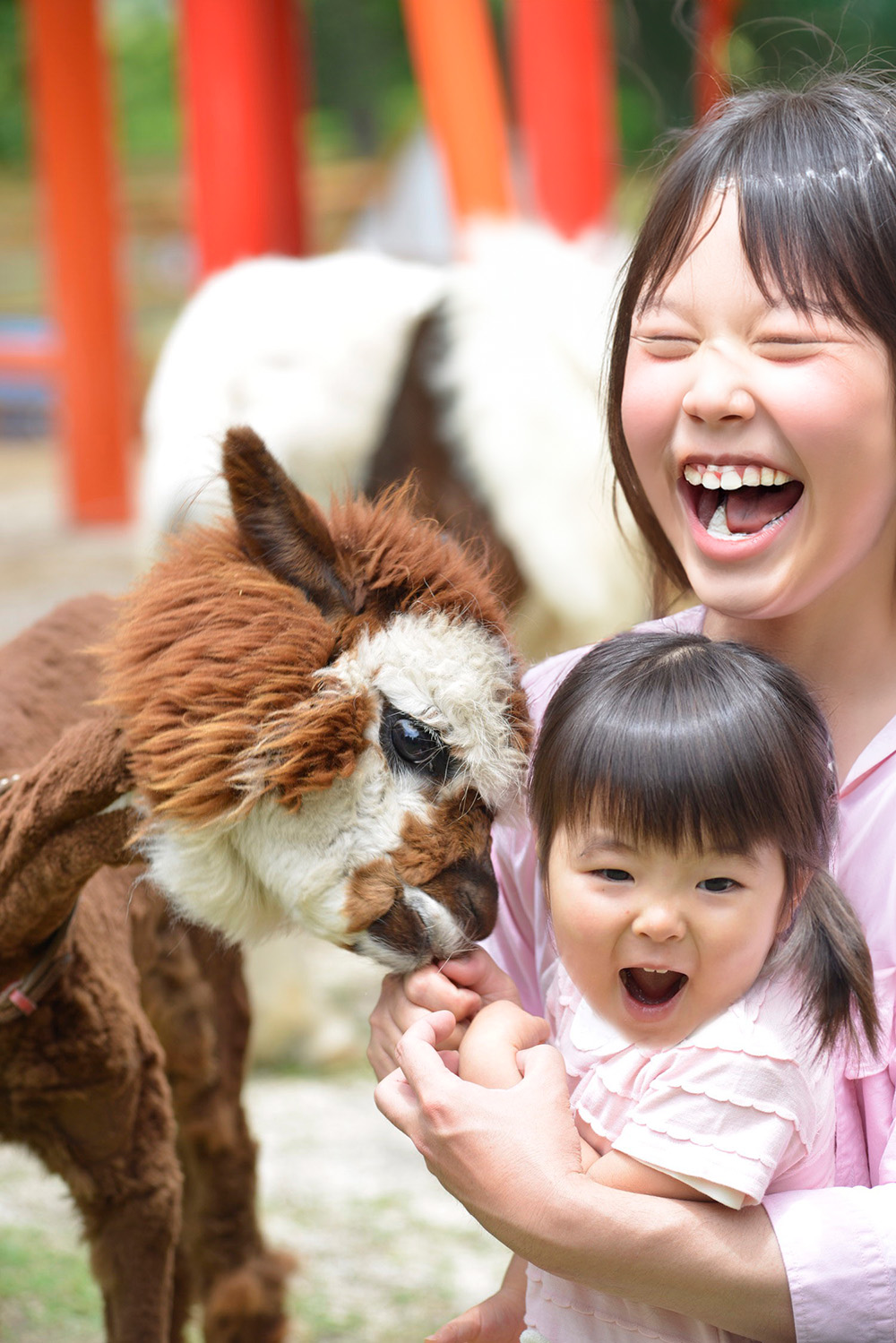 アルパカとのふれあい