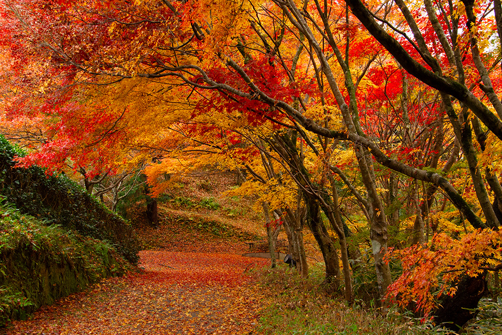 陽光美術館・慧洲園の紅葉