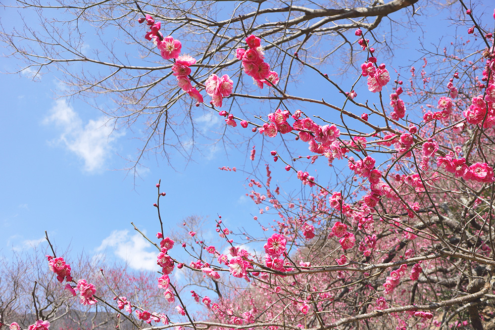 満開の梅の花