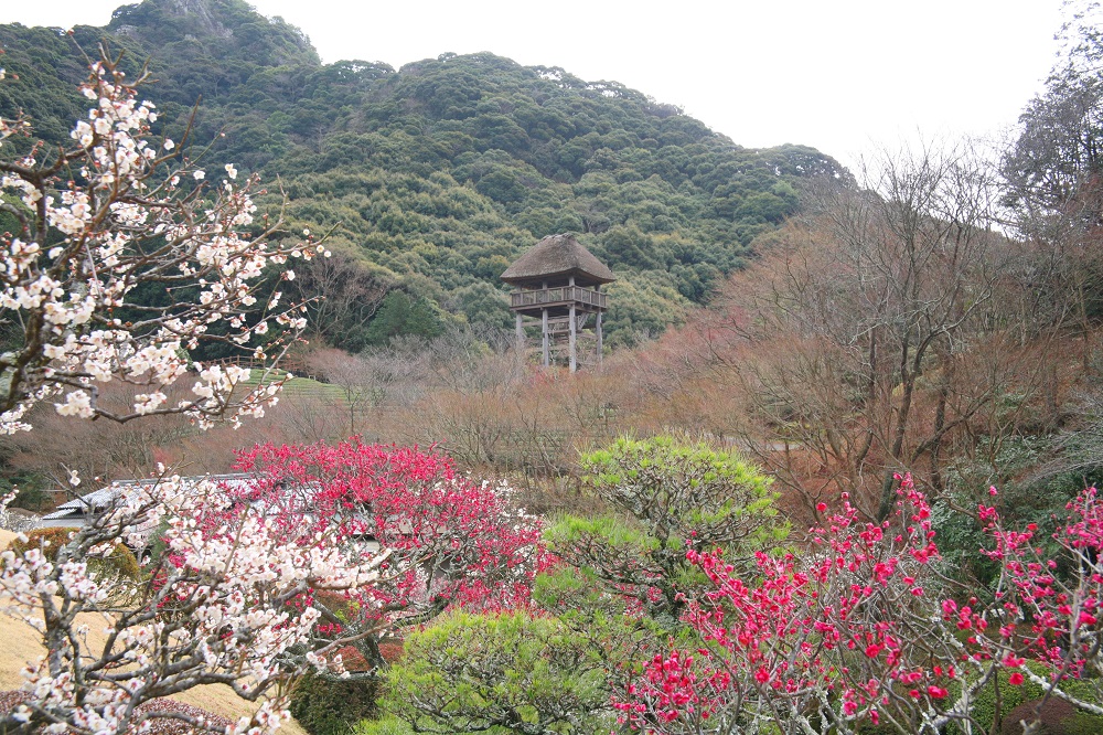 陽光美術館・日本庭園慧洲園内の梅