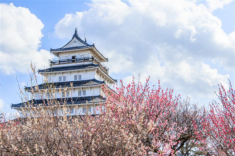 梅の花咲く島原城（長崎県）