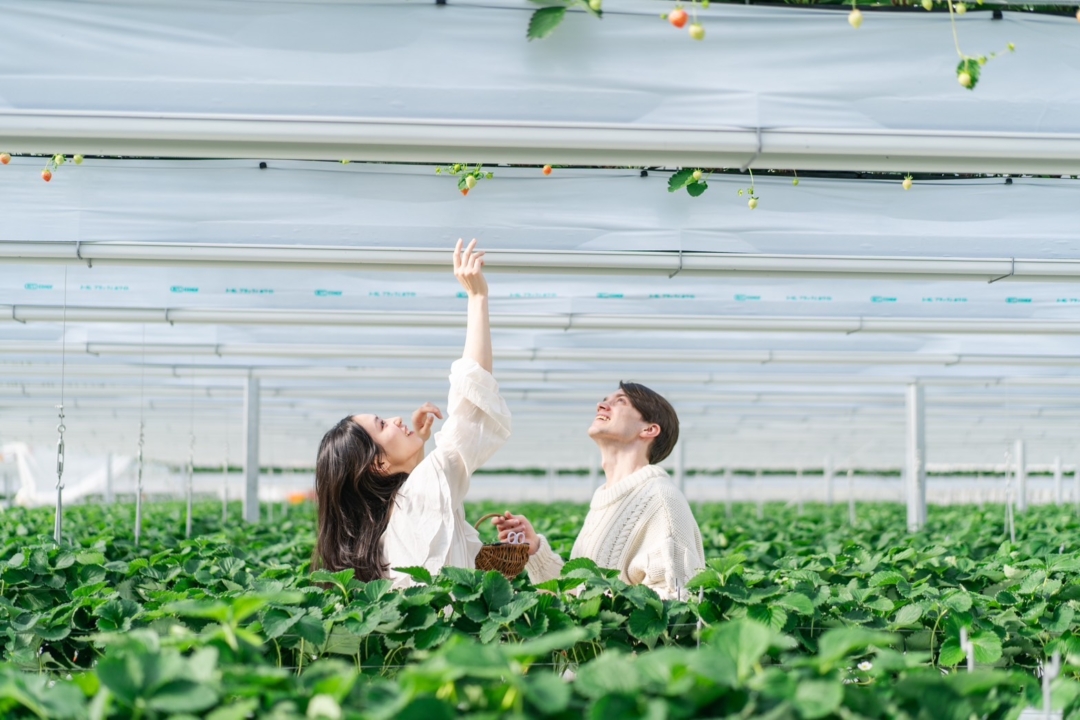 イチゴ狩りあまおう食べ放題！福岡県福津市Sky Flora Farm