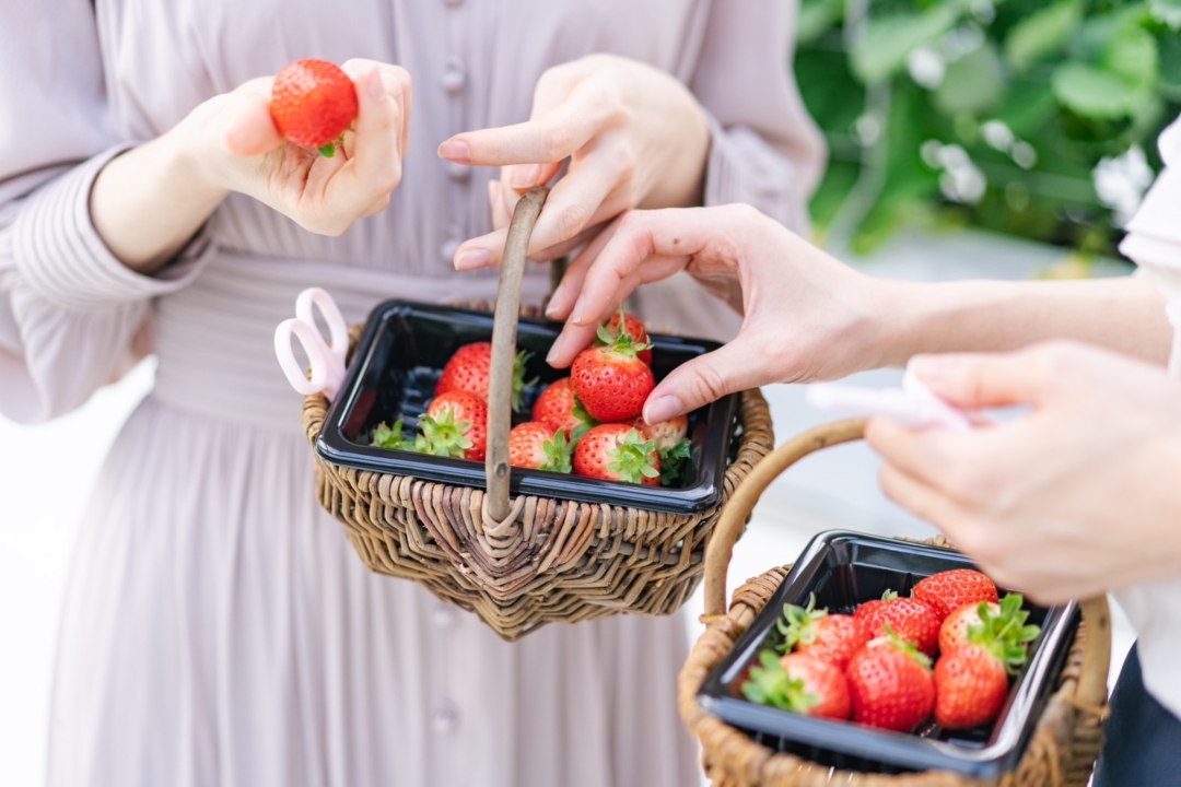 イチゴ狩りあまおう食べ放題！福岡県福津市Sky Flora Farm