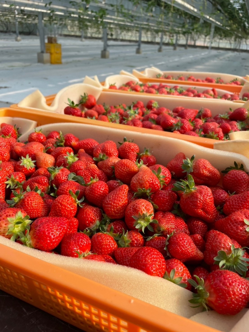 福岡が誇るブランドいちご「あまおう」を存分に味わう60分間！ | 最新