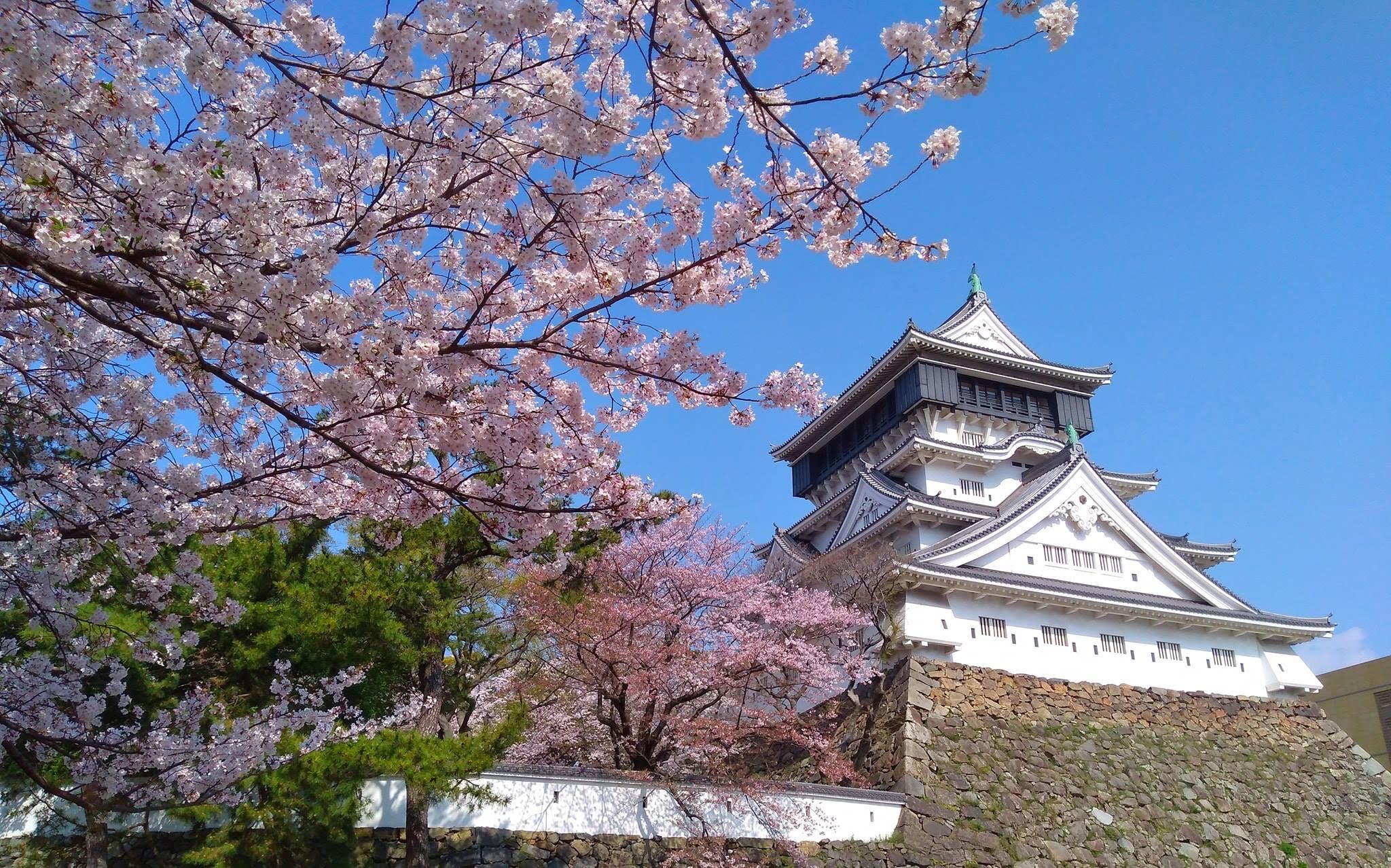 満開の桜の小倉城天守閣