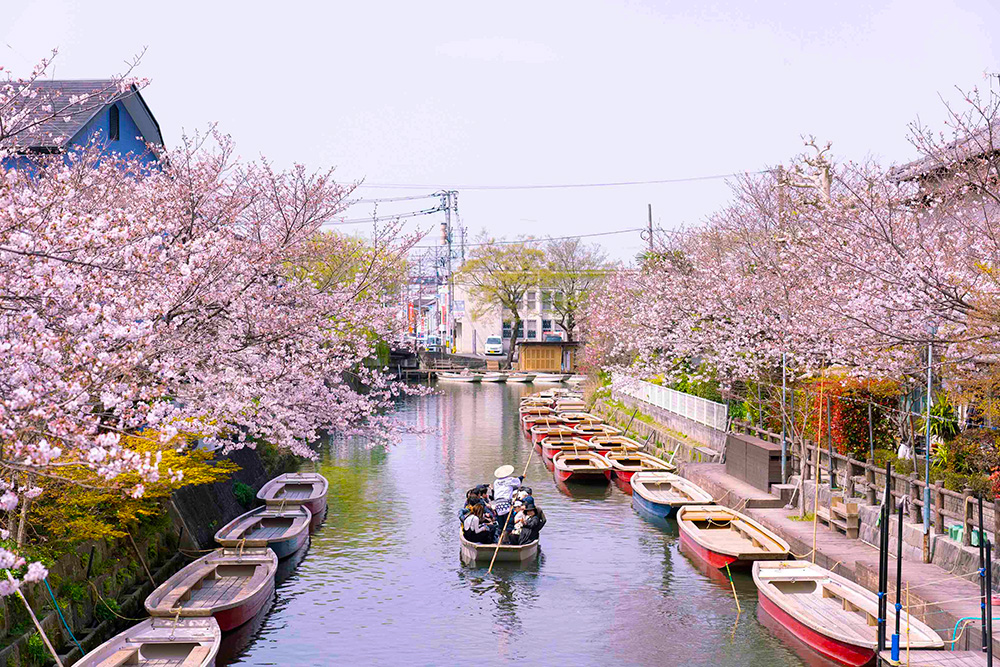 満開の桜の中の柳川川くだり