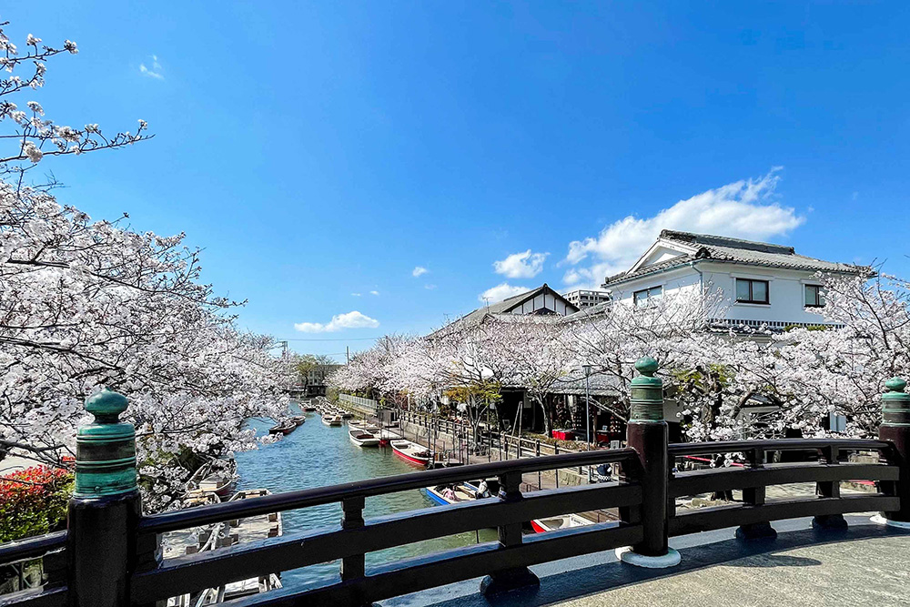 満開の桜の中の柳川川くだり