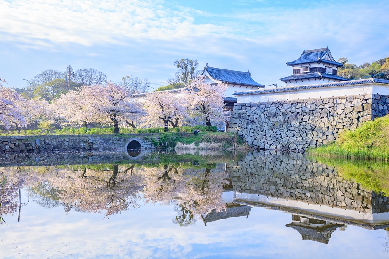 満開の桜の福岡城址