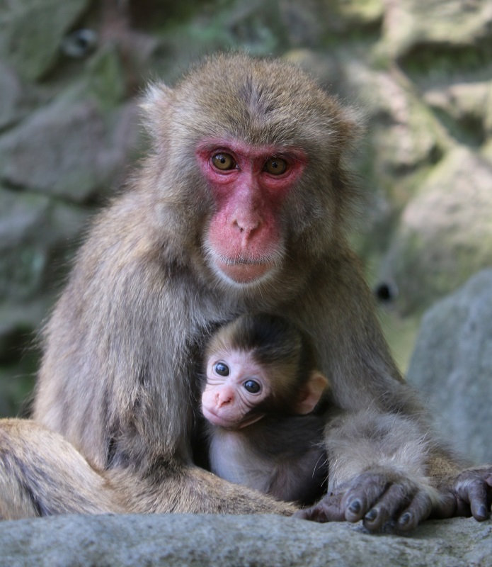 サルと自然に癒される「高崎山自然動物園」 | Enjoy! Kyushuコラム
