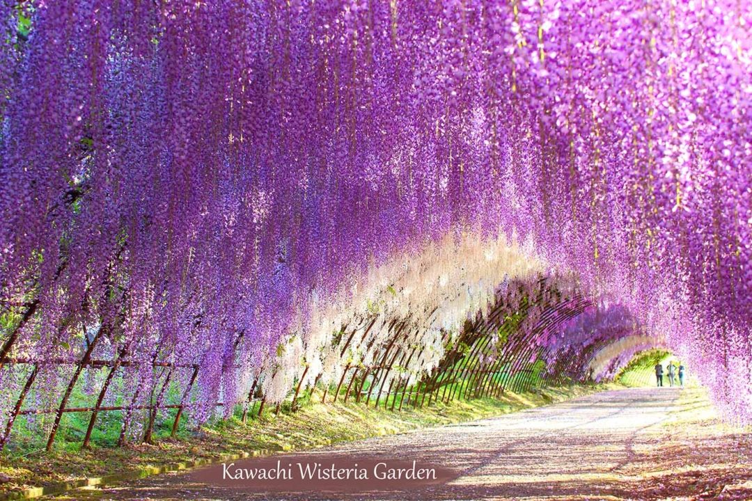 CNNが選んだ日本の美しい場所「河内藤園」