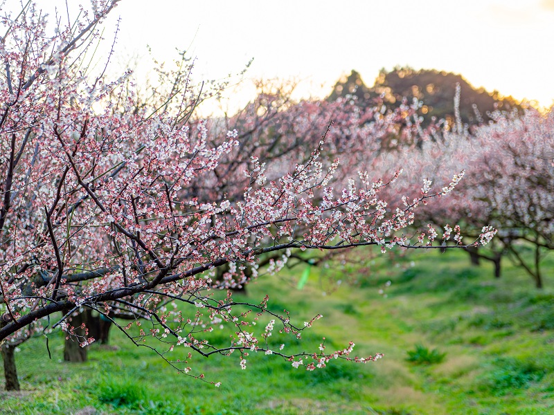 伊万里梅園 藤ノ尾