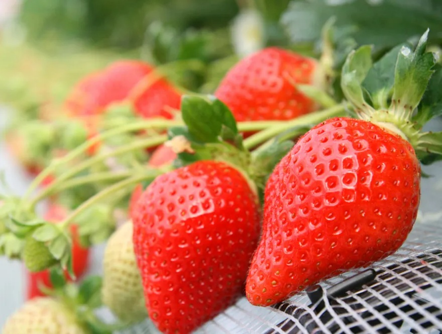 プーさんのいちご園でイチゴ狩り