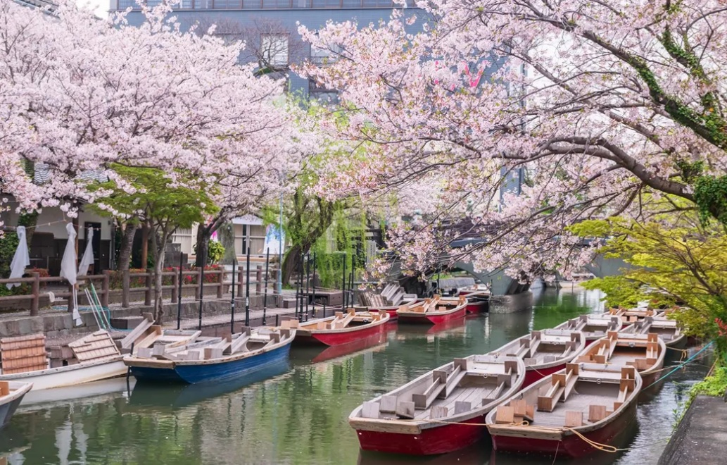 桜満開の柳川川くだり