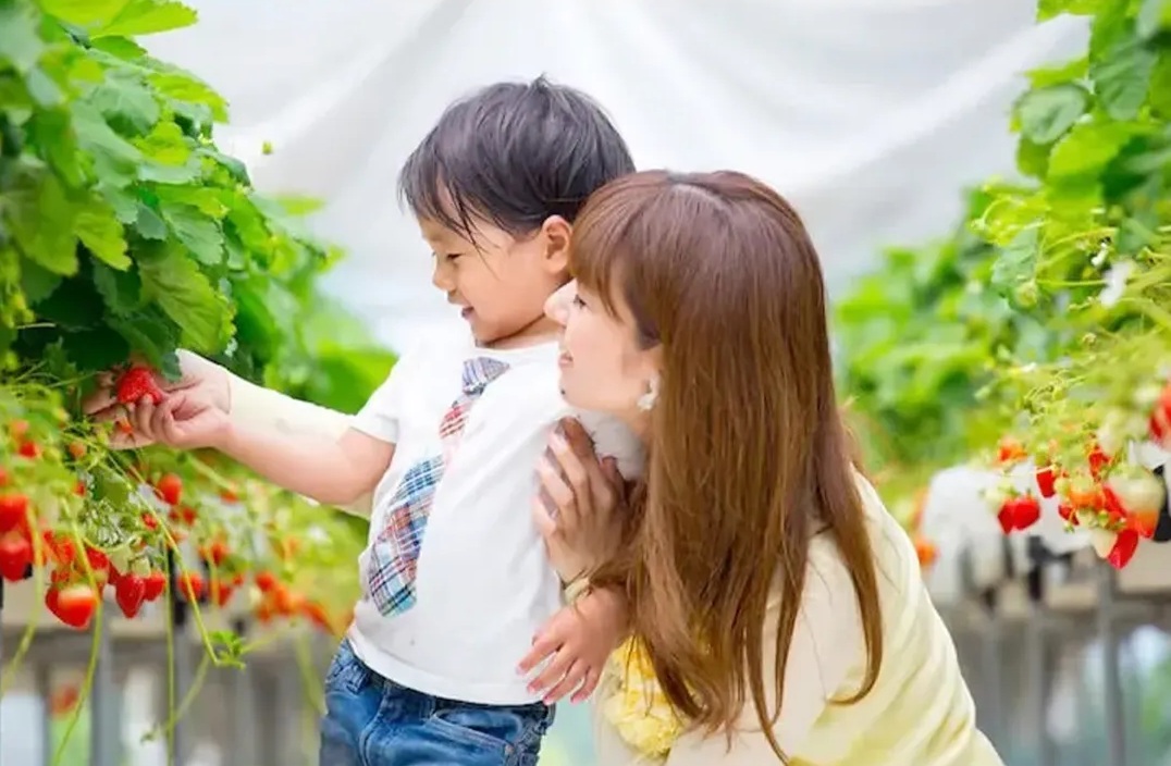 プーさんのいちご園でイチゴ狩り
