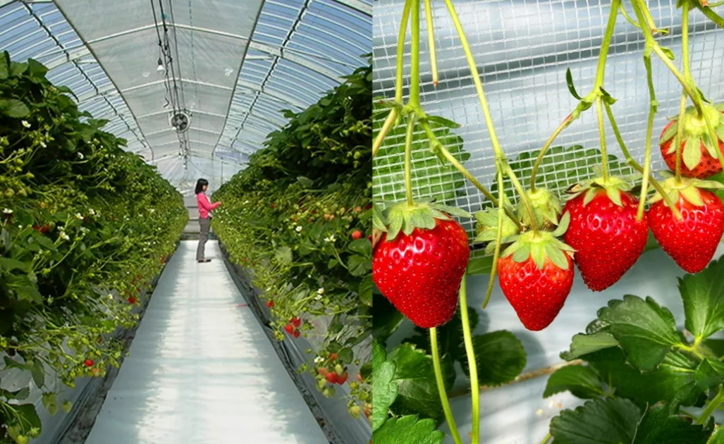 プーさんのいちご園でイチゴ狩り