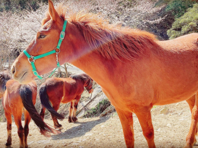 対馬固有の在来馬種で、穏やかで小柄な体型が特徴の対州馬